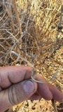 A photograph of the species Cenchrus spinifex, not of this specimen