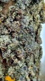 A photograph of the species Physcia stellaris, not of this specimen