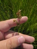 A photograph of the species Juncus nodosus, not of this specimen