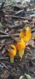 A photograph of the species Hygrocybe conica, not of this specimen
