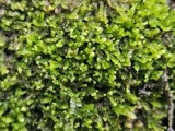 A photograph of the species Cephalozia bicuspidata, not of this specimen