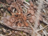 A photograph of the species Drosera rotundifolia, not of this specimen