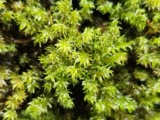 A photograph of the species Dichodontium pellucidum, not of this specimen