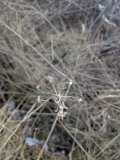 A photograph of the species Allium cernuum, not of this specimen