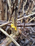 A photograph of the species Berberis vulgaris, not of this specimen