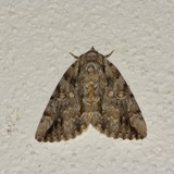 A photograph of the species Catocala neogama, not of this specimen