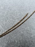 A photograph of the species Lophodermium pinastri, not of this specimen