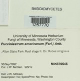 A photograph of the species Pucciniastrum americanum, not of this specimen