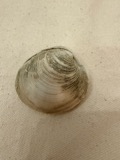 A photograph of the species Mercenaria mercenaria, not of this specimen