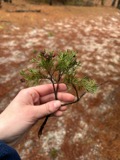 A photograph of the species Chamaecyparis thyoides, not of this specimen