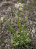 A photograph of the species Erigeron philadelphicus, not of this specimen