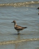 A photograph of the species Pluvialis dominica, not of this specimen