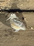 A photograph of the species Scolopax minor, not of this specimen