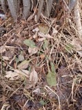 A photograph of the species Solidago patula, not of this specimen