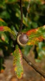 A photograph of the species Quercus leana, not of this specimen