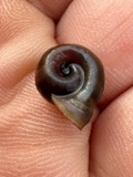 A photograph of the species Planorbella campanulata, not of this specimen