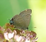 A photograph of the species Satyrium caryaevorus, not of this specimen