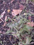 A photograph of the species Sonchus asper, not of this specimen