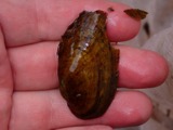 A photograph of the species Cambarunio iris, not of this specimen