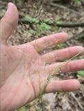 A photograph of the species Agrostis perennans, not of this specimen