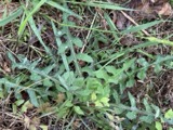 A photograph of the species Lactuca hirsuta, not of this specimen