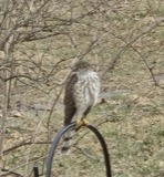 A photograph of the species Accipiter striatus, not of this specimen