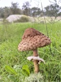 A photograph of the species Macrolepiota procera, not of this specimen