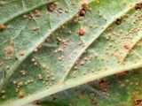 A photograph of the species Puccinia menthae, not of this specimen
