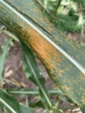 A photograph of the species Puccinia sorghi, not of this specimen