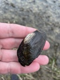 A photograph of the species Lasmigona costata, not of this specimen
