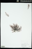 A photograph of the species Polysiphonia flexicaulis, not of this specimen