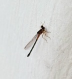 A photograph of the species Ischnura verticalis, not of this specimen