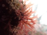 A photograph of the species Rhodymenia pseudopalmata, not of this specimen
