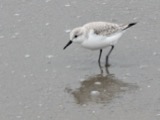 A photograph of the species Calidris alba, not of this specimen