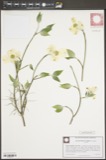 A photograph of the species Benthamidia florida, not of this specimen