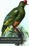 A photograph of the species Ardetta minuta, not of this specimen