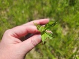 A photograph of the species Epilobium coloratum, not of this specimen