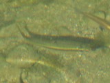 A photograph of the species Campostoma anomalum, not of this specimen