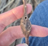 A photograph of the species Gnorimoschema gallaesolidaginis, not of this specimen