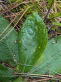 A photograph of the species Coleosporium elephantopodis, not of this specimen