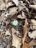 A photograph of the species Anemonella thalictroides, not of this specimen