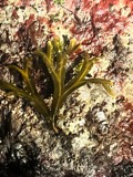 A photograph of the species Fucus Linnaeus, not of this specimen