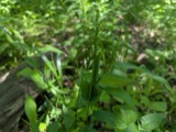 A photograph of the species Dichanthelium latifolium, not of this specimen