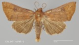 A photograph of the species Alabama argillacea, not of this specimen