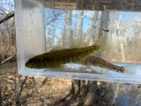 A photograph of the species Etheostoma zonale, not of this specimen