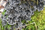 A photograph of the species Peltigera praetextata, not of this specimen