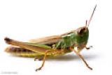 A photograph of the species Chorthippus curtipennis, not of this specimen