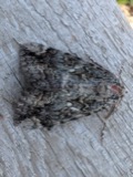A photograph of the species Catocala innubens, not of this specimen