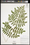 A photograph of the species Osmunda cinnamomea, not of this specimen