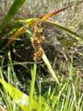 A photograph of the species Carex L., not of this specimen